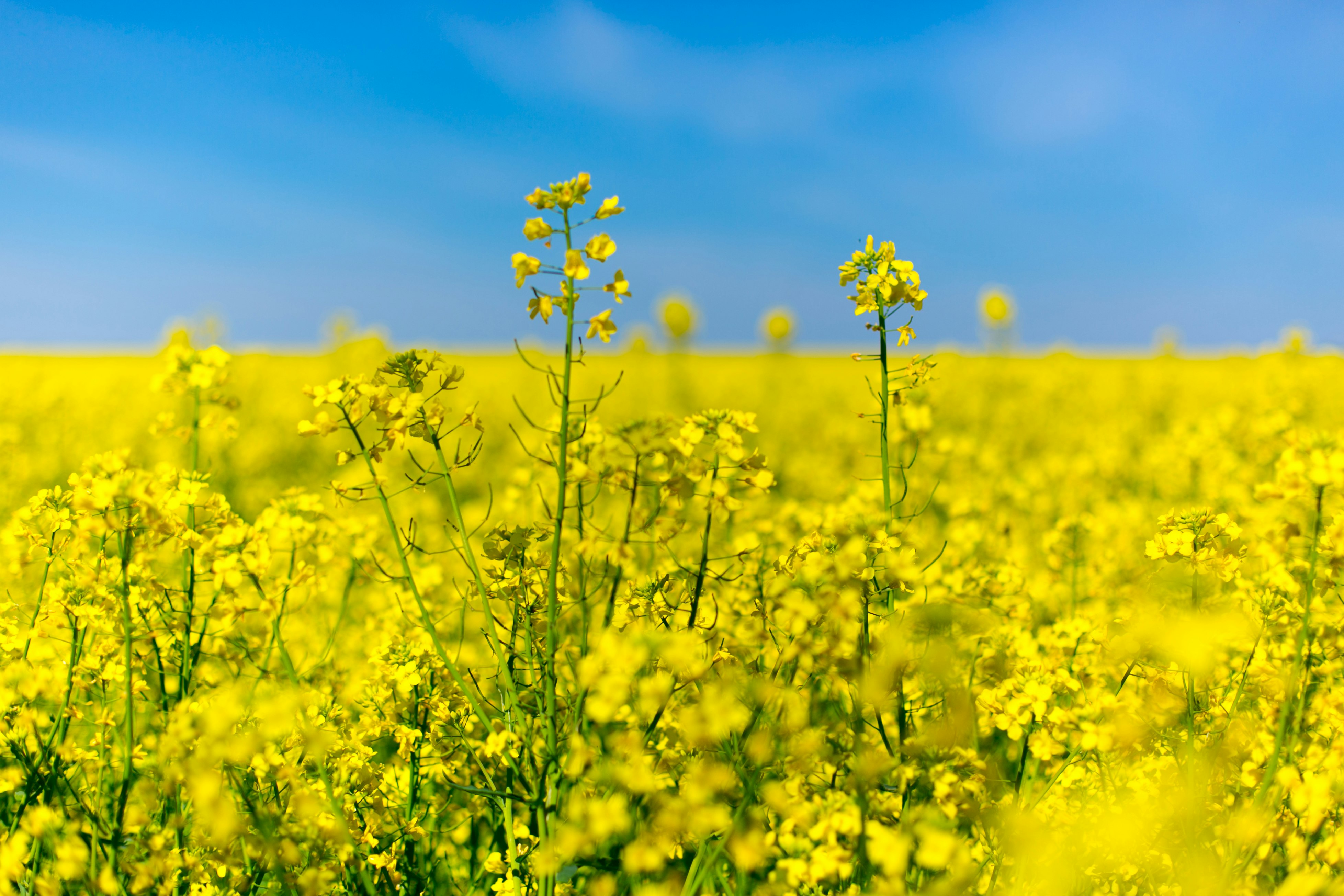 yellow-petaled flower field